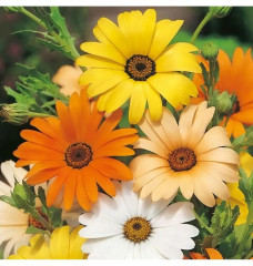 Семена диморфотеки «Караван» - Фото 1