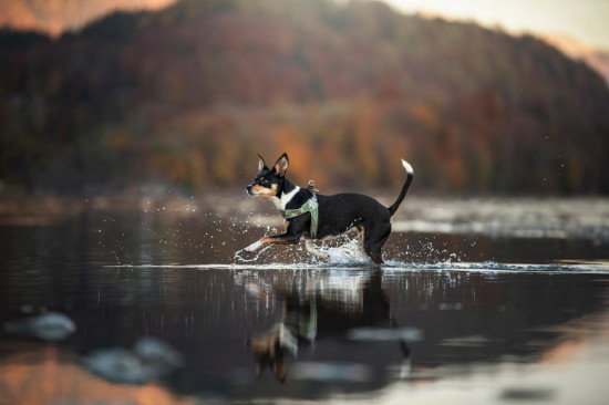 Шлейка прочная регулируемая