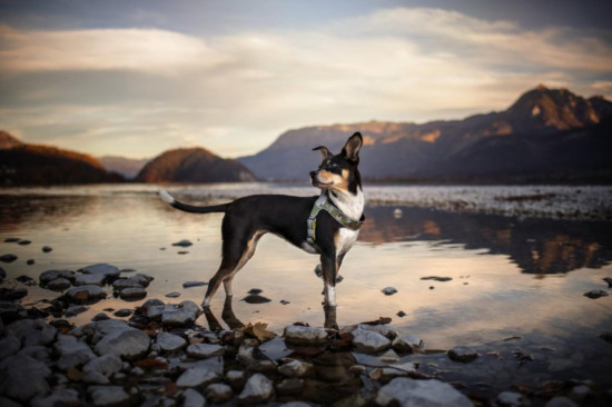 Шлейка прочная регулируемая