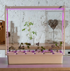 Набор для выращивания растений «Минисад» - Фото 4