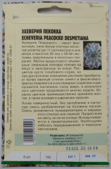 Семена эхеверии «Пекокка» - Фото 1