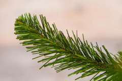 Ель искусственная «Альпийская в мешочке» - Фото 2