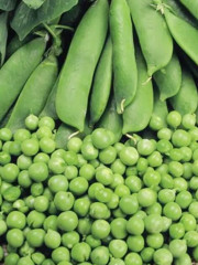 Семена гороха овощного «Прима» - Фото 1