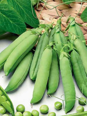Семена гороха овощного «Прима» - Фото 2