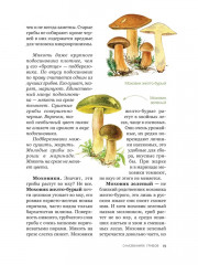 Цезарь и его мухомор. Истории из жизни грибов - Фото 4