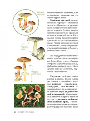 Цезарь и его мухомор. Истории из жизни грибов - Фото 5