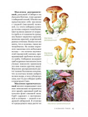 Цезарь и его мухомор. Истории из жизни грибов - Фото 6