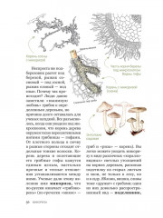 Цезарь и его мухомор. Истории из жизни грибов - Фото 7