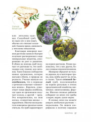 Цезарь и его мухомор. Истории из жизни грибов - Фото 8