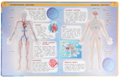 Тело человека - Фото 3