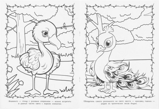Раскраска «Животные жарких стран»