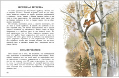 Беличья память - Фото 2