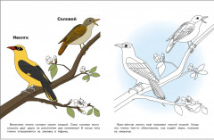 Раскраска «Птицы нашего леса» - Фото 4