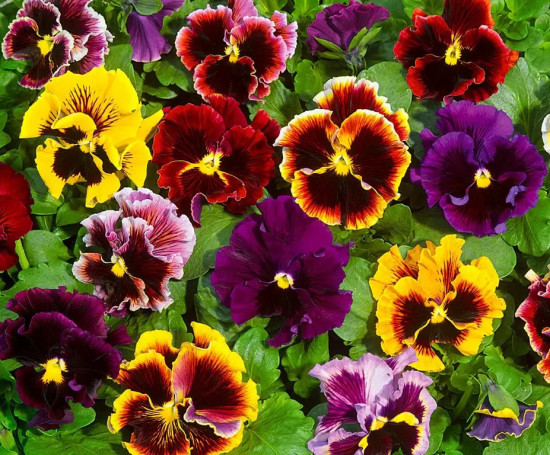 Анютины глазки «Викторианская смесь»