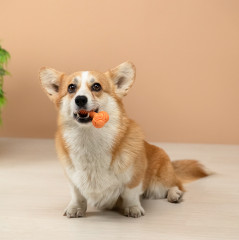 Игрушка для собак - Фото 10