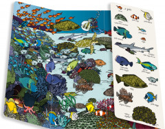 Океаны. Найди и покажи - Фото 4