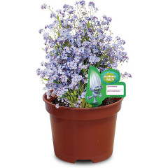 Набор для выращивания «Незабудки Алмаза» - Фото 1