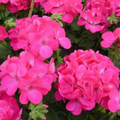 Пеларгония Люстра Дип Роуз - Фото 1