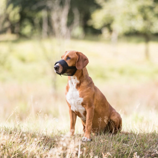 Намордник для собак