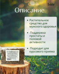 Копеечник забытый (Красный корень), корневища с корнями - Фото 1