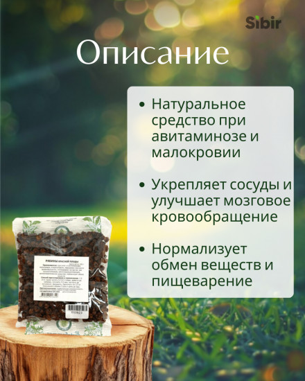 Рябины красной плоды