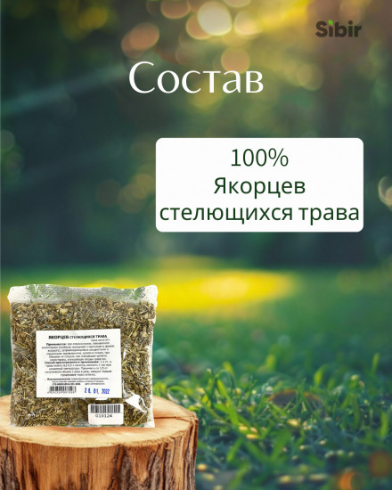 Якорцев стелющихся трава