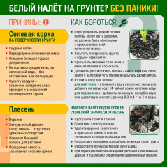 Грунт для хвойных растений - Фото 6