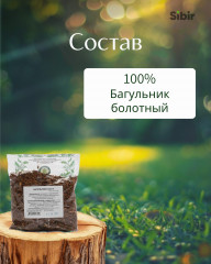 Багульник болотный - Фото 3