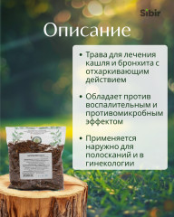 Багульник болотный - Фото 1