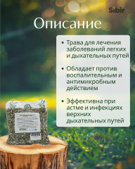 Чистец лекарственный (Буквицы) - Фото 1