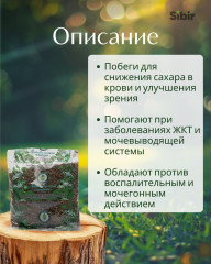 Черники побеги - Фото 1