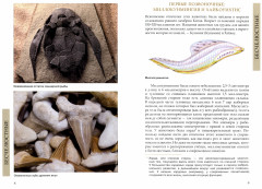 Рыбообразные от начала до наших дней - Фото 1