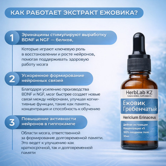 Экстракт ежовика гребенчатого