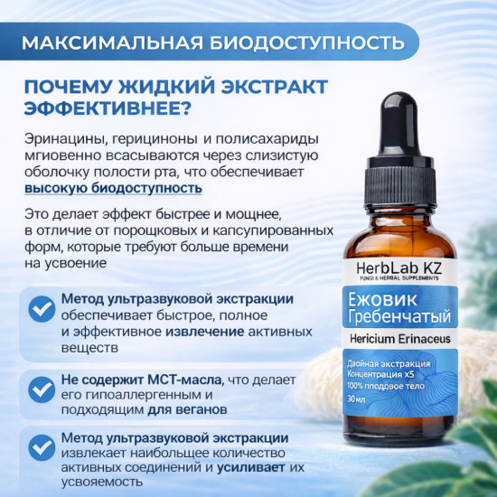 Экстракт ежовика гребенчатого