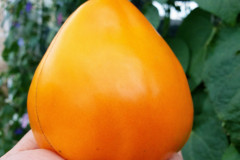 Семена томата «Ночная свеча» - Фото 1