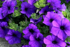 Семена петунии «Альдерман» - Фото 1