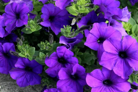 Семена петунии «Альдерман»