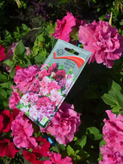 Петуния махровая «Артист» - Фото 1