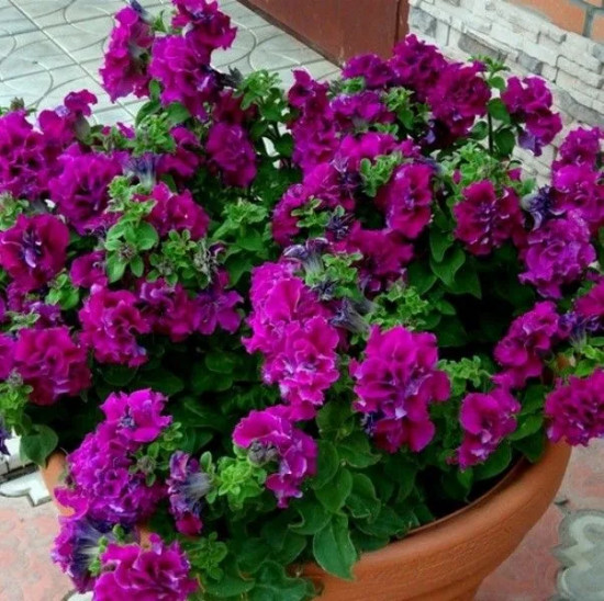 Семена петунии махровой «Дабл каскад Бургунди»