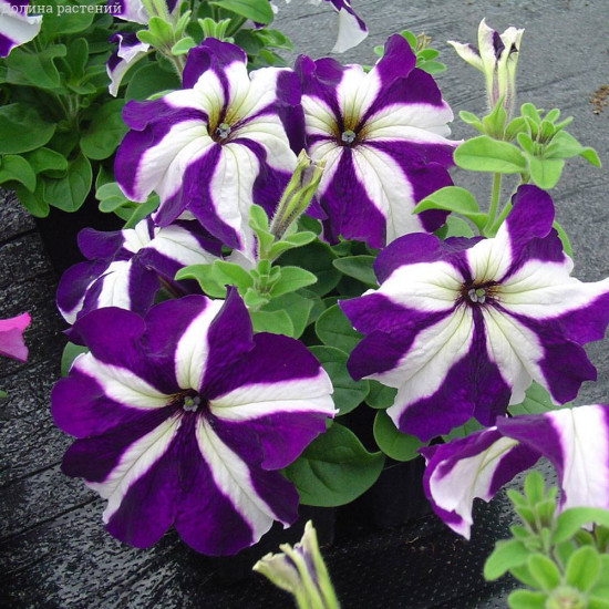 Семена петунии «Лавина Синяя Звезда F1 ампельная»