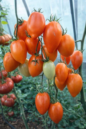 Коллекционные семена томата «Граненое бычье сердце»