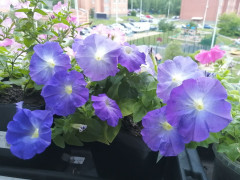 Семена петунии «Мамбо F1 небесно-голубая» - Фото 1