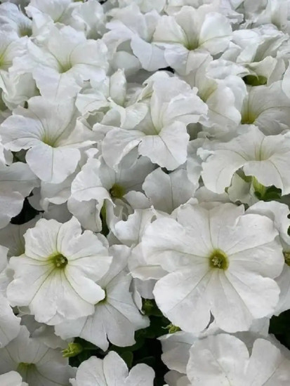 Семена петунии «Морозные узоры F1 крупноцветковая»