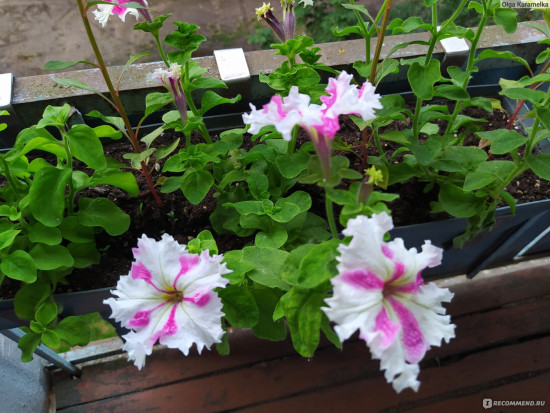 Семена петунии бахромчатой «Примавера. Смесь окрасок»