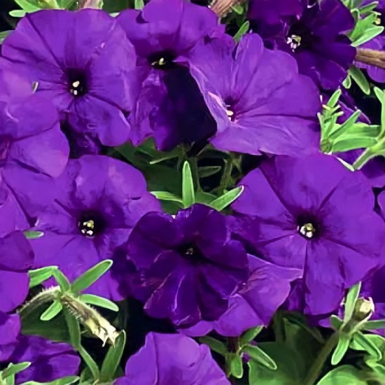 Петуния «Фалкон Блу крупноцветковая F1»