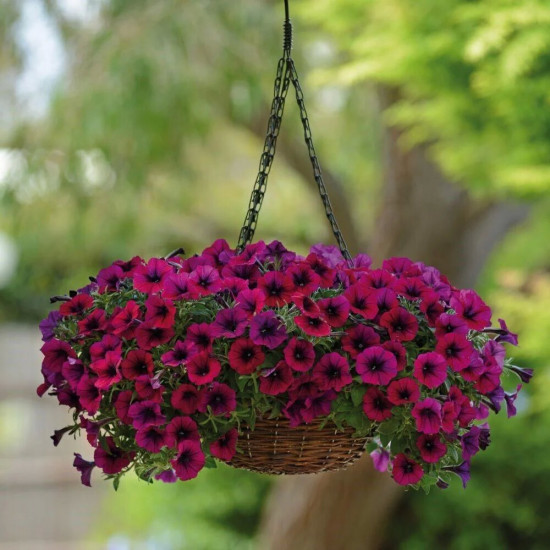 Семена петунии ампельной «F1 Шок Вейв Дип Парпл»