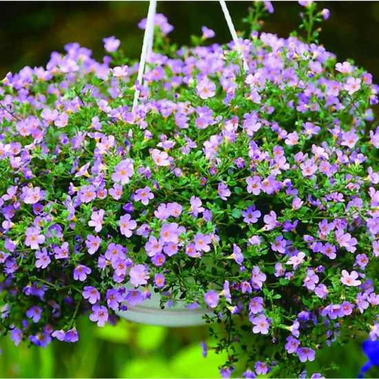 Семена бакопы «Блутопия»