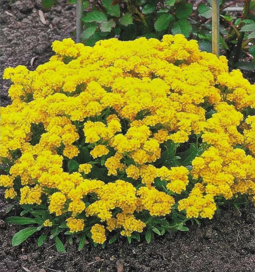 Семена «Алиссум скальный. Золотой самородок»