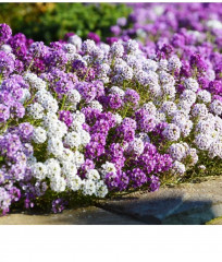 Семена алиссума «Палетта смесь» - Фото 1