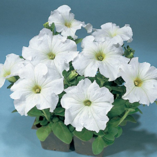 Семена петунии крупноцветковой «F1 Фалкон Вайт»